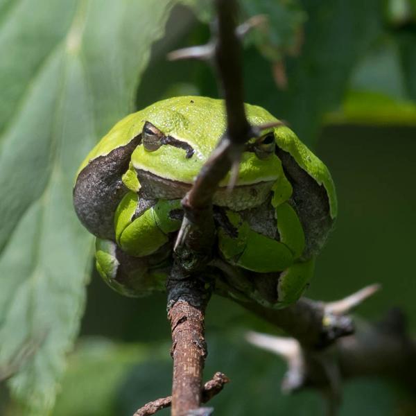 Oostelijke boomkikker (Hyla orientalis)